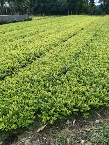 乒乓球台台面会砸出坑